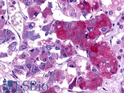 PathPlus™ TAAR8 Antibody (Cytoplasmic Domain)