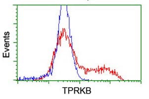 TPRKB Antibody (clone OTI3E3)