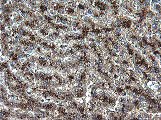 SCP2 / SCPX Antibody (clone OTI1D2)
