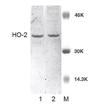 HMOX2 / Heme Oxygenase 2 Antibody (RPE)