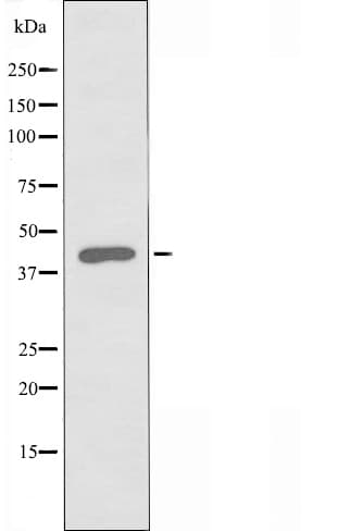 POU4F1 / BRN3A Antibody