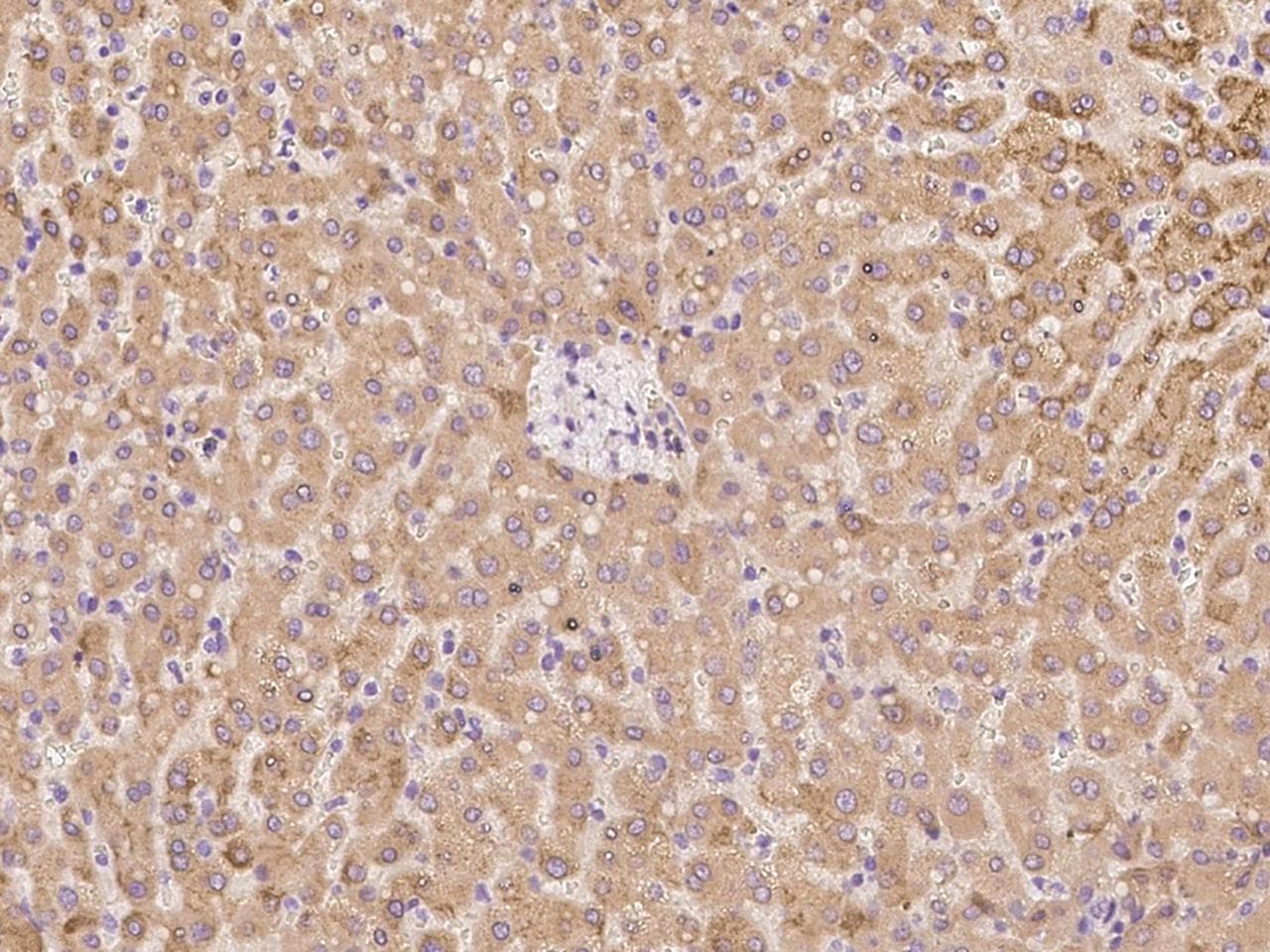 C6orf62 Antibody