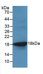 TNF Alpha Antibody (aa78-234)