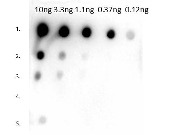 Polyclonal Rabbit Anti-Mouse IgG1 Secondary Antibody (IHC, WB)