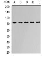 APH / APEH Antibody