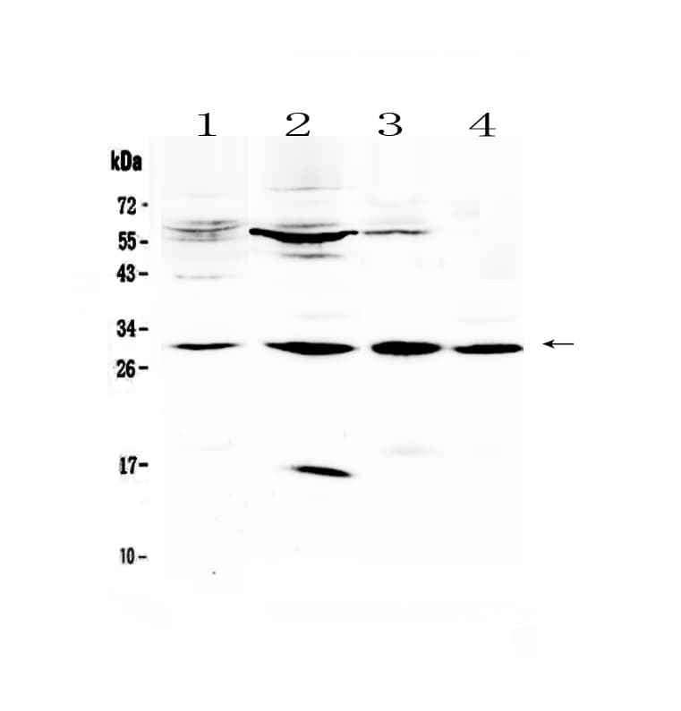 VEGFB Antibody