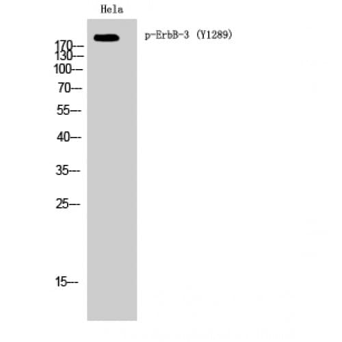 ERBB3 / HER3 Antibody (1230-1310 aa)