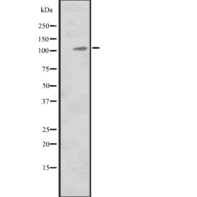 MIB2 Antibody