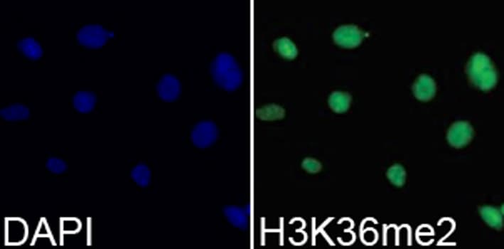 Histone H3 Antibody (Di-Methyl-Lys36)