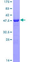 Human ARL11 Protein (Recombinant GST)