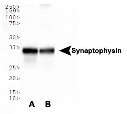 SYP / Synaptophysin Antibody (aa230-313)