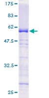 Human GTF2E2 Protein (Recombinant GST)