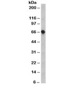 CD5 Antibody (clone CD5/54/F6, Azide-free, BSA-free)