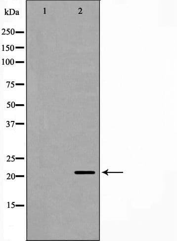 PGRMC1 / MPR Antibody