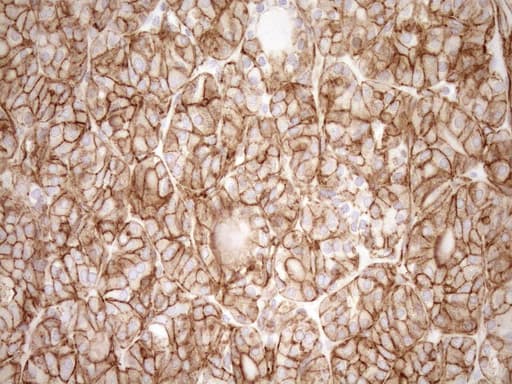EPLIN Antibody (aa1-275, clone OTI7H8)
