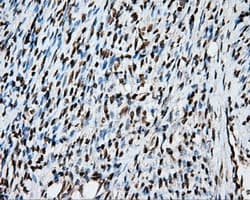 MCL1 / MCL 1 Antibody (clone OTI3A12)