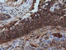 IVD Antibody (clone OTI1B10)