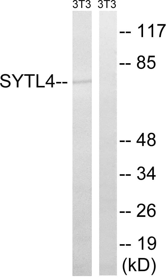 Polyclonal Rabbit anti-Human SYTL4 / Granuphilin Antibody (aa381-430, WB)