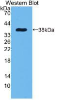 EGF Antibody (clone C10)
