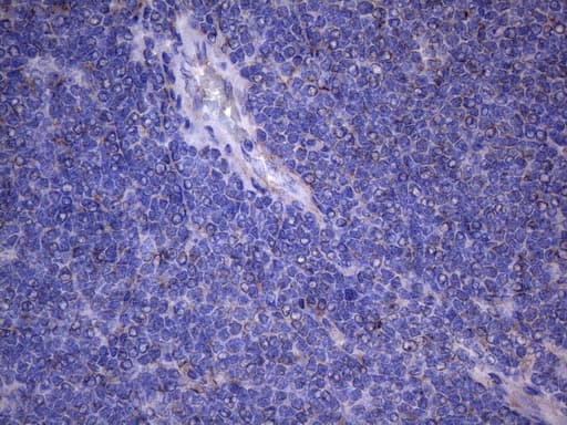 NARS2 Antibody (clone OTI5A9, Carrier-free)