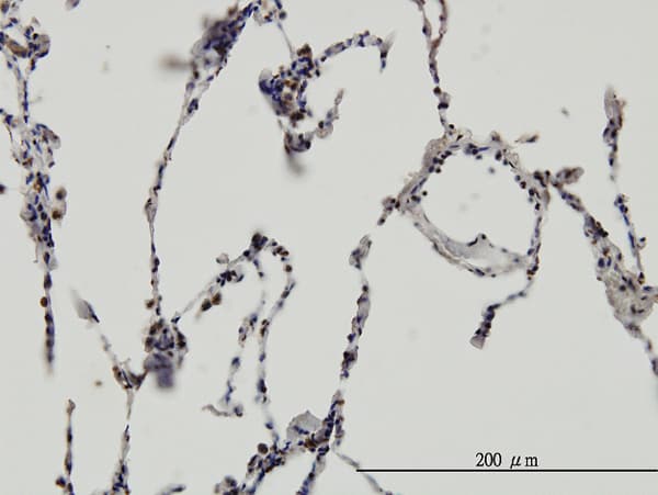 Monoclonal Mouse anti-Human ERH Antibody (clone 4A10, IHC, IF, WB)