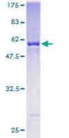 Human AKR7A3 Protein (Recombinant GST)