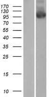PALD1 / Paladin 1 Protein (Over-Expression Lysate Myc-DDK (Flag))