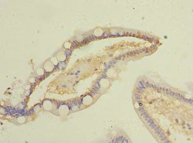 COMMD9 Antibody
