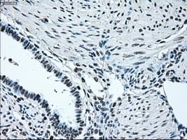 IRF3 Antibody (clone OTI5D2)
