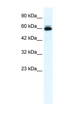 KCNH5 / Kv10.2 Antibody (aa156-205)