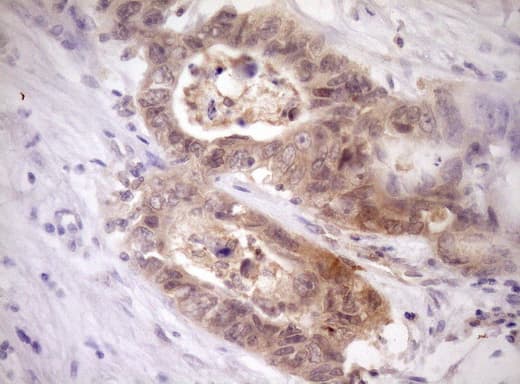 PELI1 / Pellino 1 Antibody (aa1-245, clone OTI14F10)