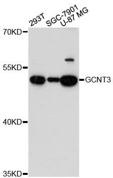 GCNT3 Antibody