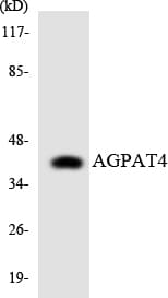 Polyclonal Rabbit anti-Human AGPAT4 Antibody (aa140-189, WB)