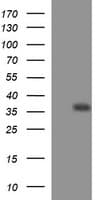 EPCAM Antibody (clone OTI1E9, Carrier-free)