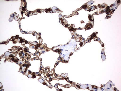 CD44 Antibody (clone UMAB133)