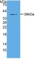 EIF3A Antibody (aa622-848, APC)