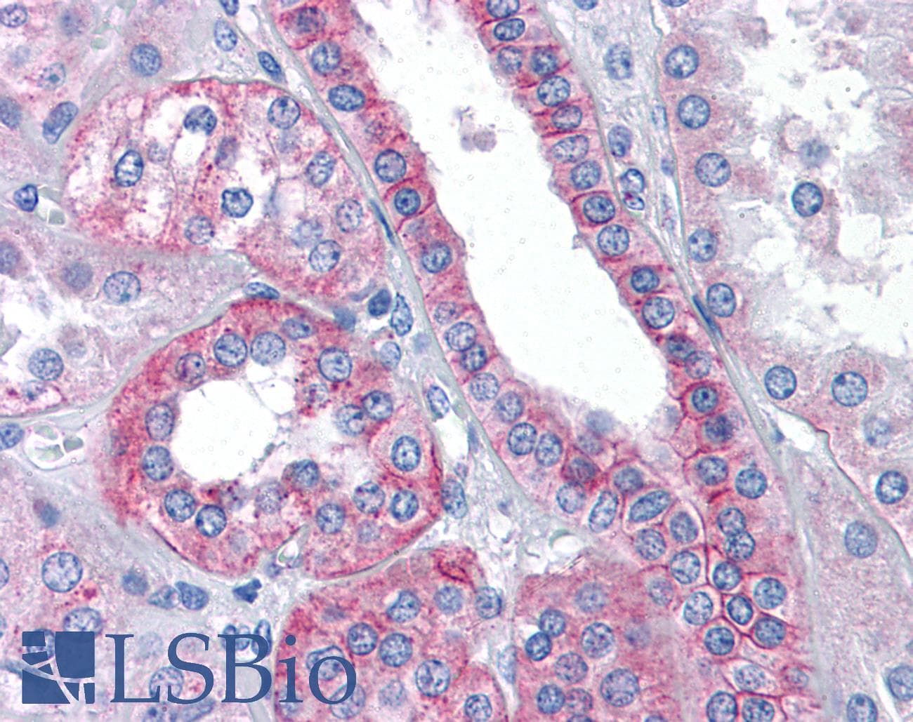 IHC-plus™ FLOT2 / Flotillin 2 Antibody (aa415-428)
