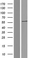 MATK Protein (Over-Expression Lysate Myc-DDK (Flag))