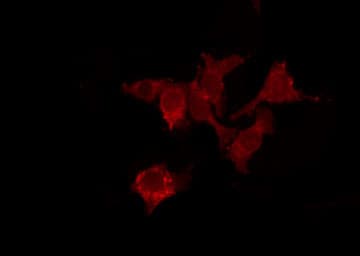 MRGPRX4 / MRGX4 Antibody