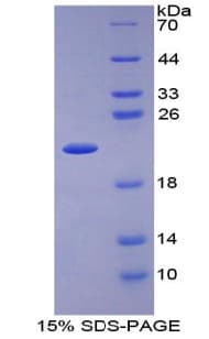 Horse IL1RN Protein (Recombinant His-T7)