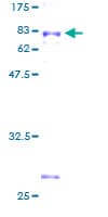 Human SIGLEC7 / CD328 Protein (Recombinant GST)