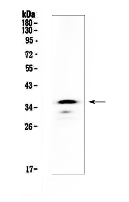 CD40 Antibody
