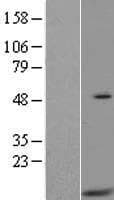 HIGD2A Protein (Over-Expression Lysate Myc-DDK (Flag))