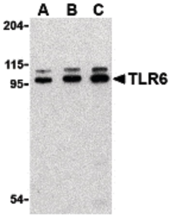 IHC-plus™ TLR6 Antibody