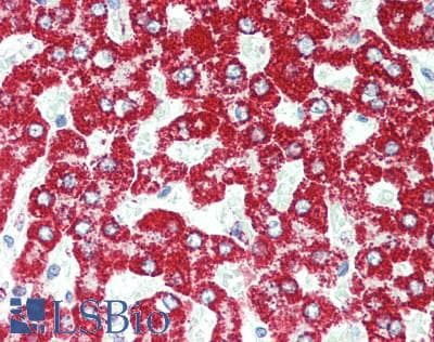 GATM / AGAT Antibody (clone 1C9, Carrier-free)