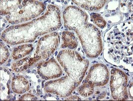 B3GNT2 Antibody (clone OTI3A9)