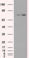 KIND2 / FERMT2 Antibody (clone OTI14A11)