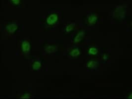 IHC-plus™ FGF2 / Basic FGF Antibody (clone 3D9)
