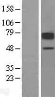 SLC22A2 Protein (Over-Expression Lysate Myc-DDK (Flag))