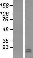 LACRT Protein (Over-Expression Lysate Myc-DDK (Flag))